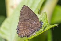 Simiskina pharyge deolina--12 - Chulabhorn 10 565m - 1/02/26