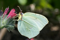 Gonepteryx cleopatra-5725