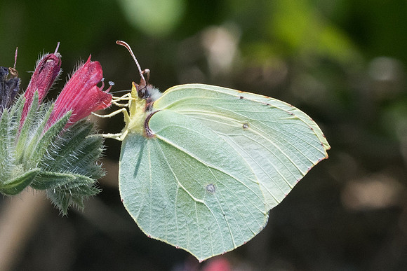 Gonepteryx cleopatra-5725