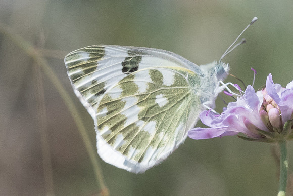 Pontia edusa-6451