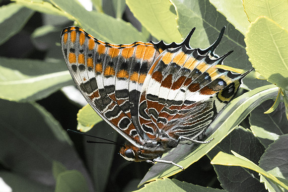Charaxes jasius-8336 - Vivario 14/06/23