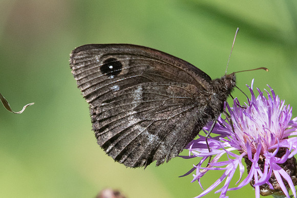 Satyrus ferula-8446
