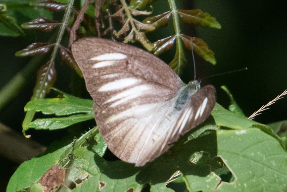 Appias lyncida eleonora-9443 - Koh Samui - 16/03/23