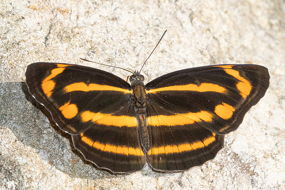 Neptis ananta -3578 - Doi Inthanon - 23/03/25