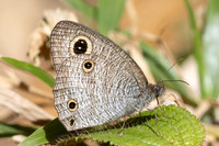 Ypthima pandocus--46- Jardin d'hivers - 30/01/26