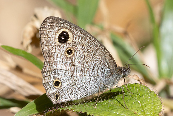 Ypthima pandocus--46- Jardin d'hivers - 30/01/26