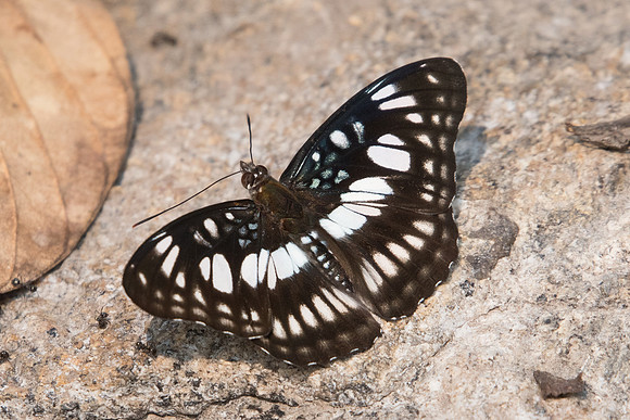 Athyma ranga ranga-2870 - Doi-Suthep - 8/03/23