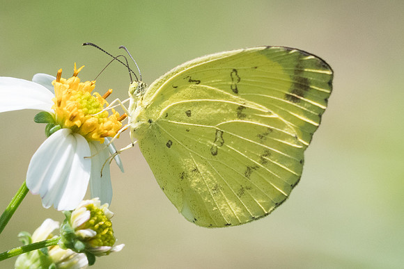 Eurema hecabe --8719 - Koh Samui - 16/03/23