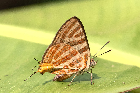 Spindasis syama -2599 - Chiang Dao - 18/03/24
