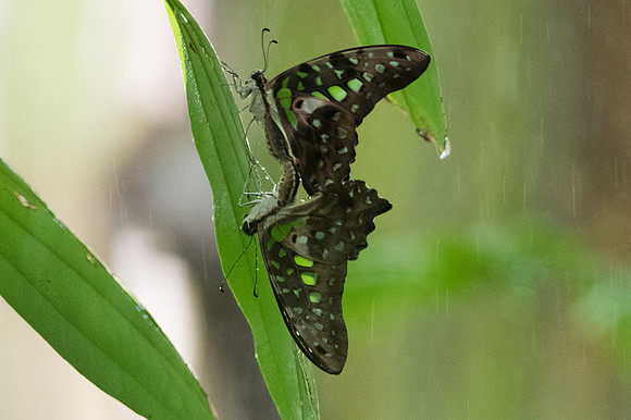 Graphium agamemnon-9226 - Bangkok - 22/03/23