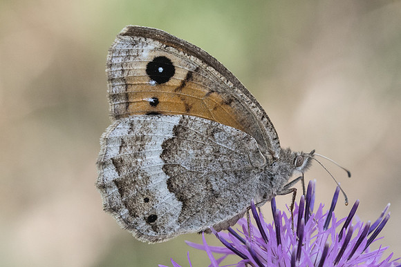 Satyrus ferula-3806