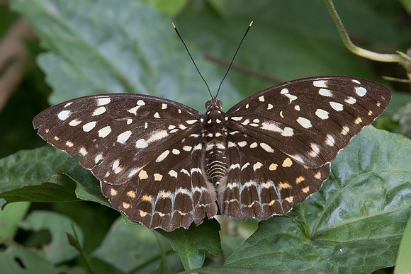 Lexias pardalis jadeitina ♀-1198 - Doi-Suthep - 7/03/23