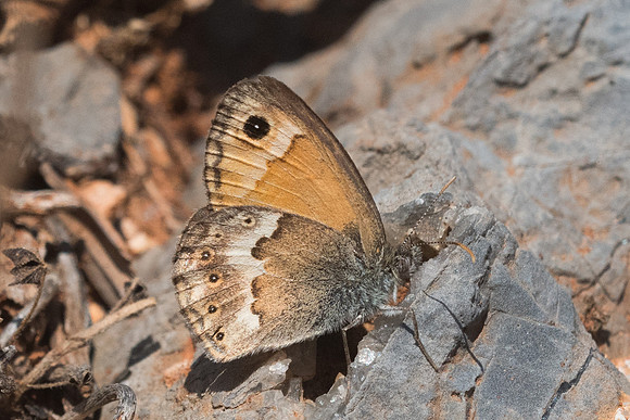 Coenonympha thyrsis-5897