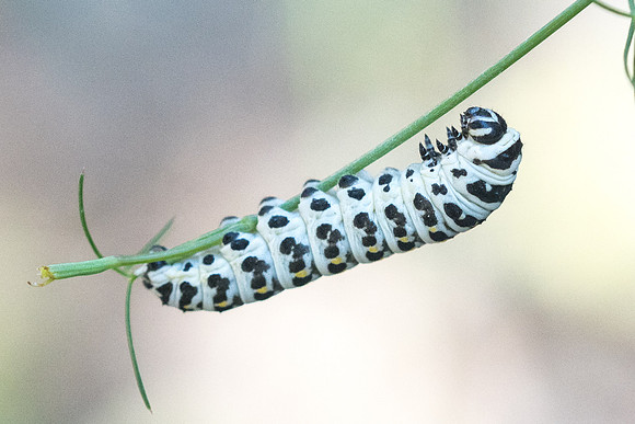 Chenille Papilio alexanor-6485