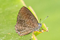 Poritia philota--18 - Chulabhorn 10 -  3/02/26
