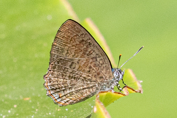 Poritia philota--18 - Chulabhorn 10 -  3/02/26