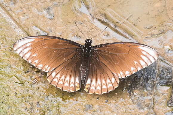 Papilio clytia clytia f onpape-3588 - - Chiang Dao  - 12/03/23