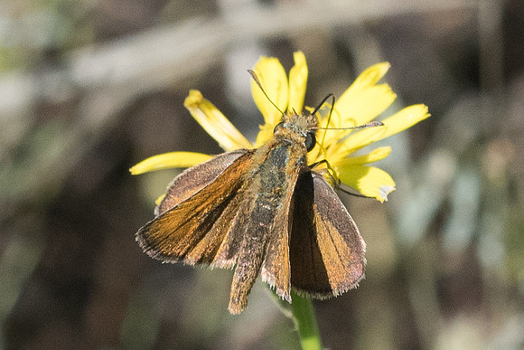 Thymelicus sylvestris-7003