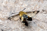 Melittia cf. sangaica-3280 Doi-Suthep - 8/03/23