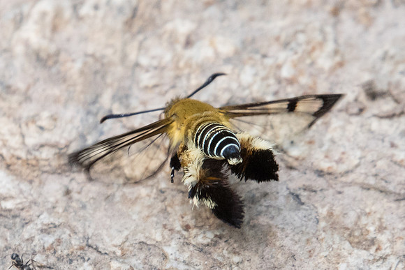 Melittia cf. sangaica-3280 Doi-Suthep - 8/03/23