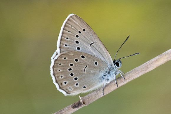 Maculinea teleius-6934