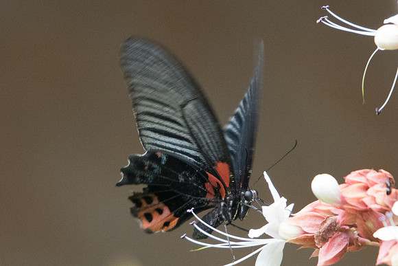 Papilio memnon agenor-7892 - Chiang Dao - 10/03/23