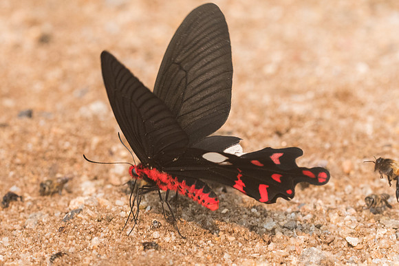 Atrophaneura polyeuctes polyeuctes-8314 - Chiang Dao - 11/03/23
