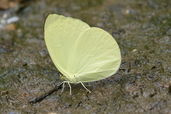 Gandaca harina burmana-1692 - Chiang Dao  - 11/03/23