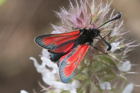 Zygaena punctum-5573