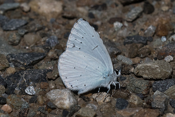 Celastrina argiolus-7165