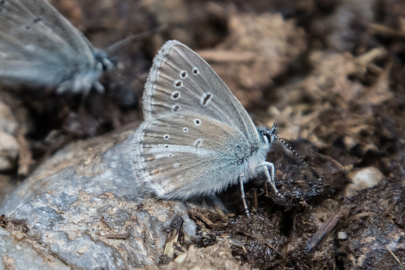 Aricia nicias-3032