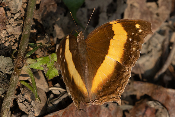 Yoma sabina-1221 - Chiang Dao - 17/03/24