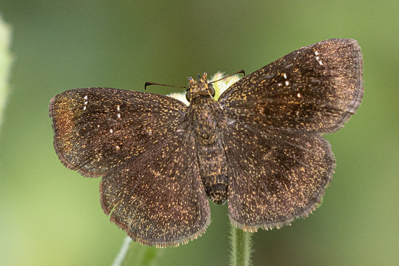 Staphylus unicornis -3226
