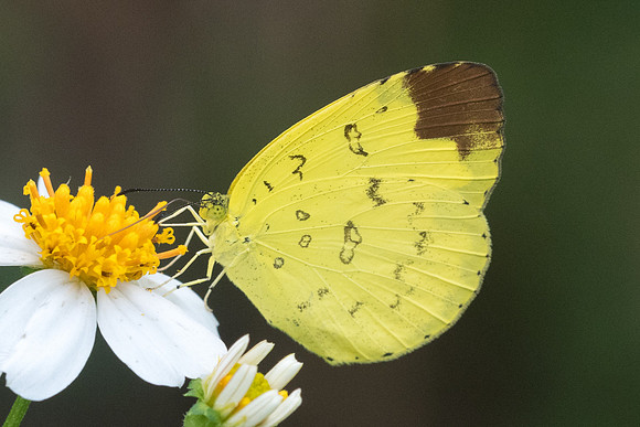 Eurema blanda-7741 - Koh Samui - 16/03/23