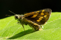 Potanthus pseudomaesa-5979