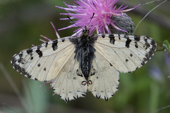 Zerynthia cretica-6111 - Crete - 29/05/23