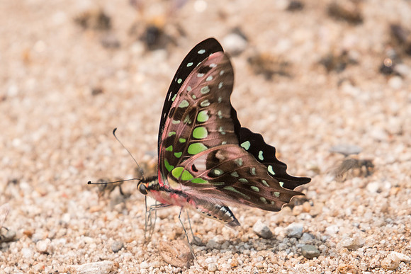 Graphium agamemnon agamemnon-1928 - Chiang Dao - 11/03/23