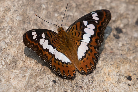 Moduza procris-2656 - Doi-Suthep - 8/03/23