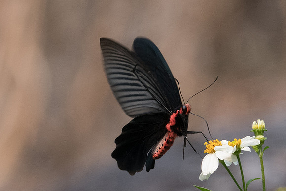 Atrophaneura aidoneus-6760 - Doi-Suthep - 10/03/23