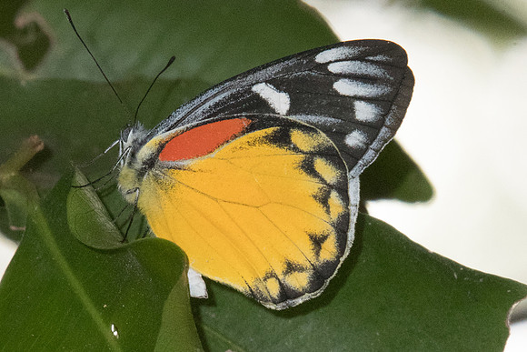Delias descombesi descombesi-4170 - Chiang Mai 8/03/23
