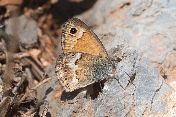 Coenonympha thyrsis-5899