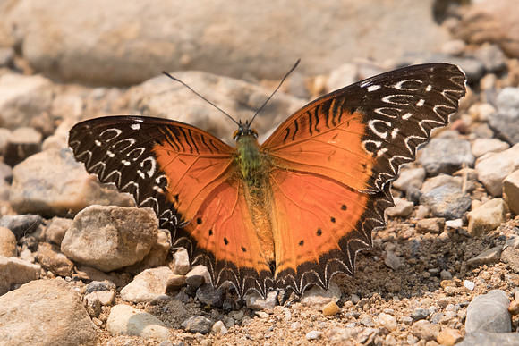 Cethosia biblis biblis-1855 - Chiang Dao  - 11/03/23