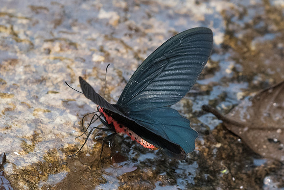 Atrophaneura aidoneus-6601 - Doi-Suthep - 10/03/23