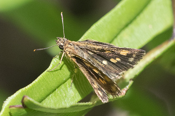 Suastus gremius-9981 - Koh Samui - 17/03/23