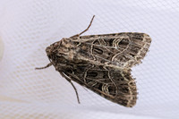 Sideridis reticulata-2207