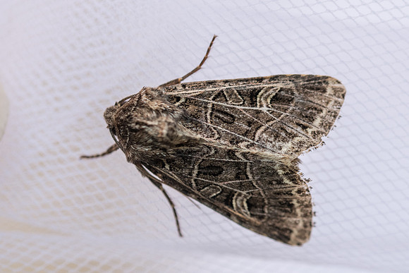 Sideridis reticulata-2207