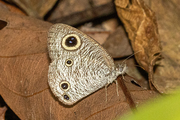 Ypthima pandocus--6 - Betong - 2/02/26