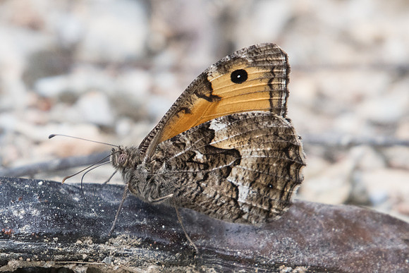 Hipparchia cretica-6083