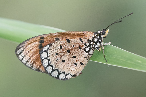 Acraea terpsicore-7311 - Koh Samui - 15/03/23