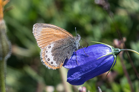 Coenonympha gardetta-0017